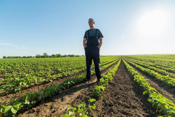 Can I File A Lawsuit If My Crops Were Damaged By Dicamba?